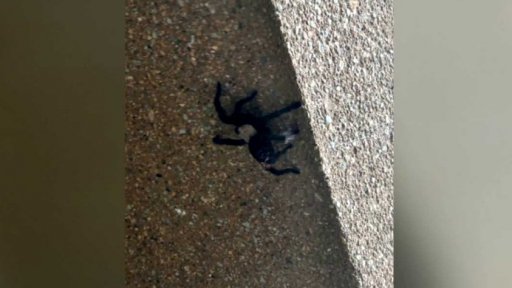 Odchyt sklípkana v Ostravě