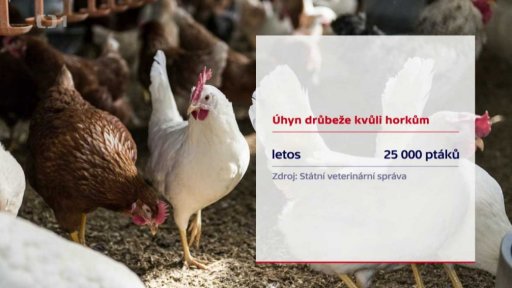 Úhyn ptáků kvůli vedru