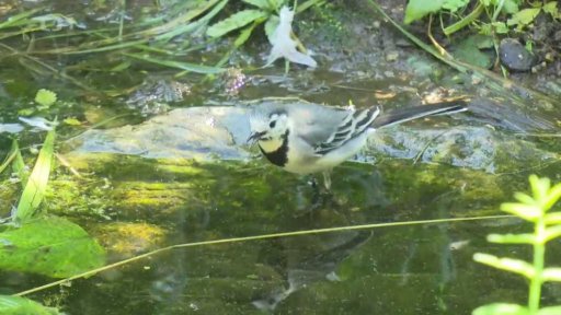 Zabíjení ptáků při migraci do teplých krajin