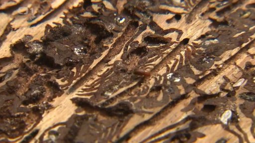 Peníze na boj s kůrovcem