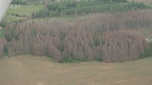 Pohled na krajinu zasaženou kůrovcem