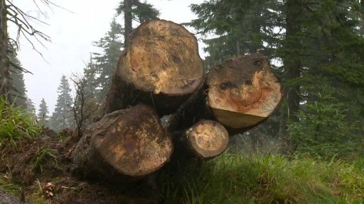 Kůrovec v Jeseníkách