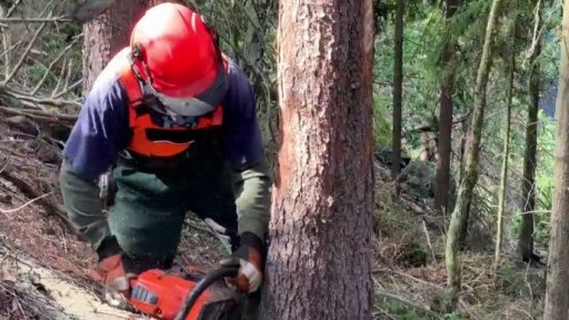 Cena dřeva v ČR klesá