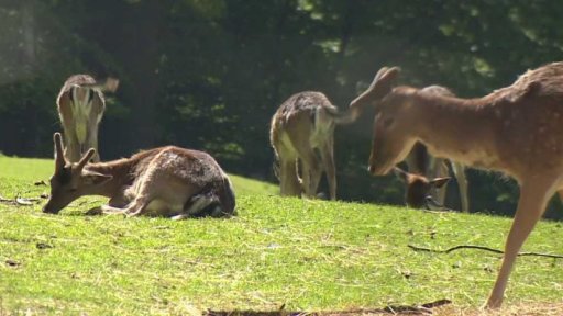 Přemnožená zvěř ničí nové lesy