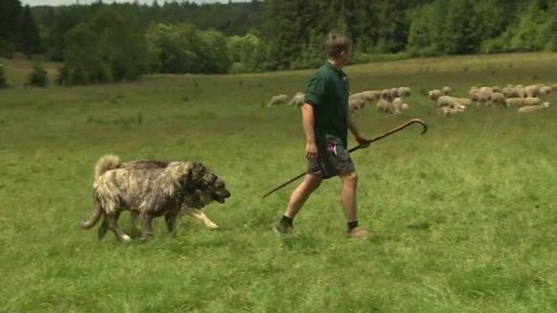 Útoky vlků na ovce