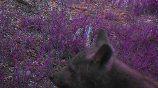 Vlčata na Broumovsku