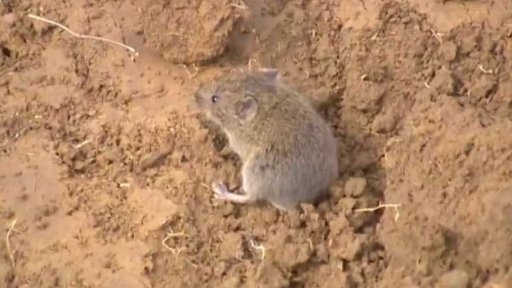 Přemnožení hraboši likvidují úrodu