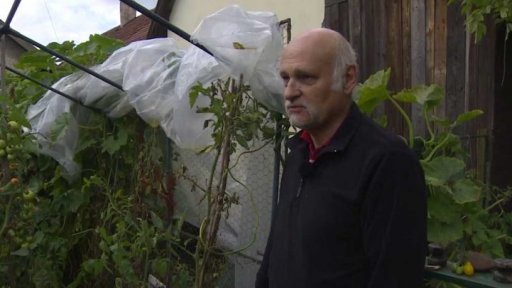 Podmínečné tresty za pěstování konopí