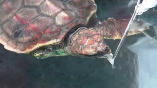 Záchrana želv ve Středozemním moři