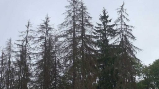 Kůrovcová kalamita v Českém Švýcarsku