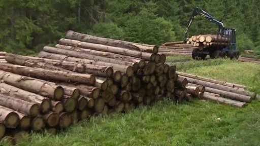 Ceny dřeva na historickém minimu