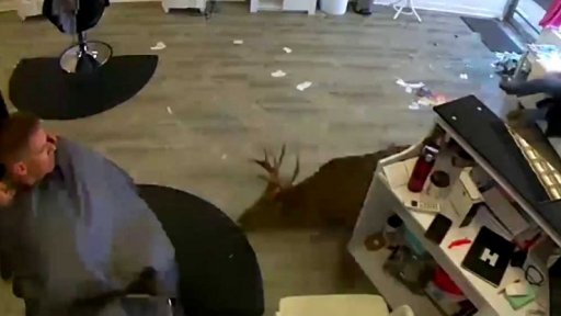 Video jelena v kadeřnictví