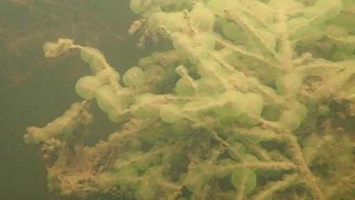 Nález kolonie lahvenky na Šumavě