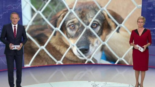 Nová opatření proti tzv. psím množírnám