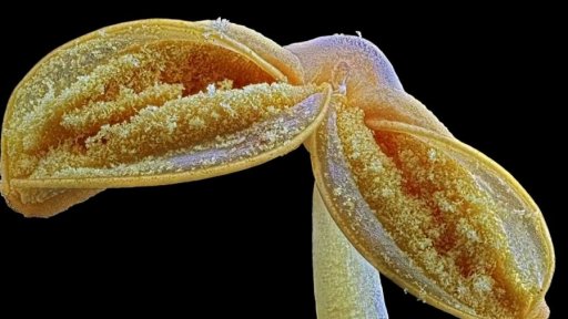 Mikroskopické fotky