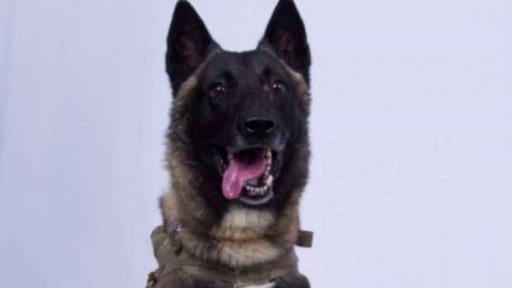 Psí hrdina z akce ke zněškodnění al-Bagdádího