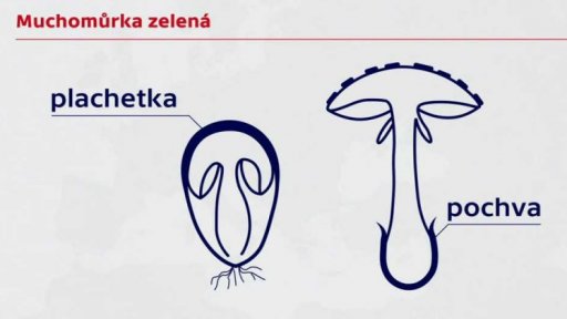 Otravy z nejedlých hub