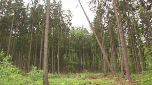 Řešení kůrovcové kalamity