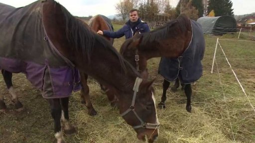 Nebezpečné krmení zvířat před zimou