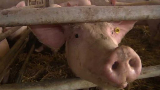 Kontroly chovů domácích prasat