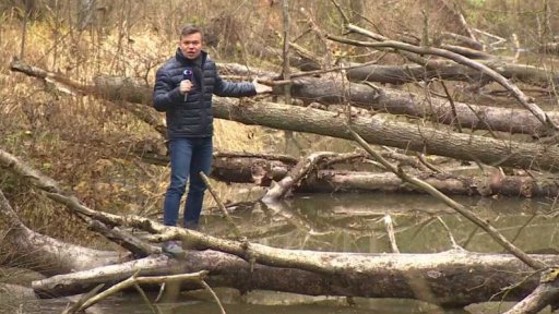 Škody kvůli přemnoženým bobrům