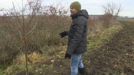 Nechtěné stromy na poli