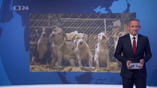 Reportáž dne: Přísnější pravidla pro chov psů