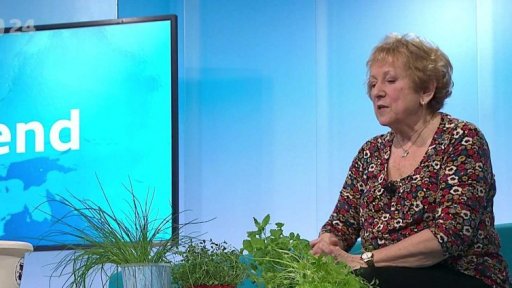 Pěstování bylinek a zeleniny doma