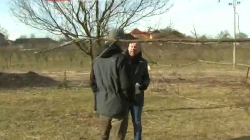 Prořez ovocných stromů