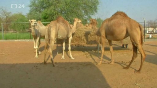 Velbloudí trus v průmyslu