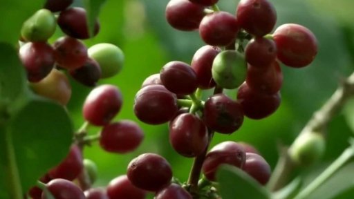 Budoucnost kávy v ohrožení?
