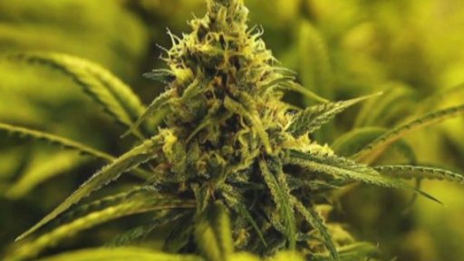 Konopné preparáty pro zvířata