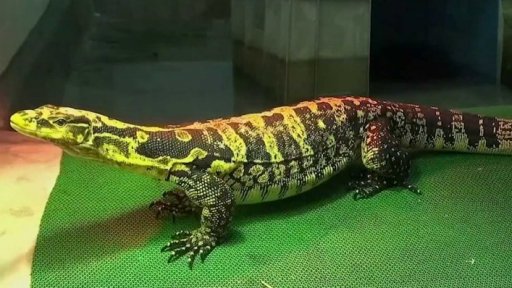 Hongkong centrem pašeráků zvířat