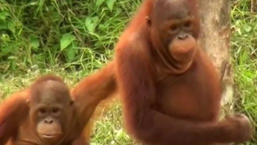 Drony sčítají orangutany