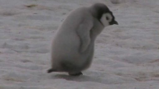 Zkáza kolonie tučňáků