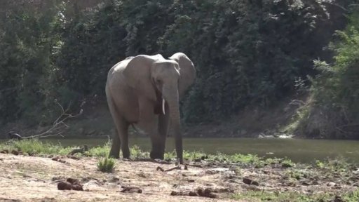 Botswana zrušila úplný zákaz lovu slonů
