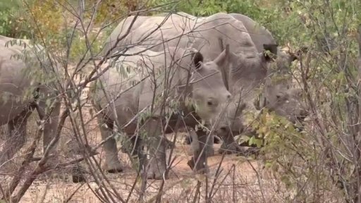 Snaha o záchranu nosorožců v Zambii