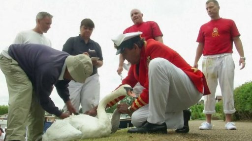 Anglie: výroční sčítání labutí