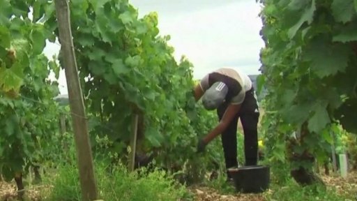 Obavy francouzských vinařů