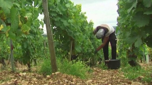 Obavy francouzských vinařů