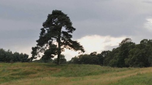 Výsadba stromů ve Skotsku