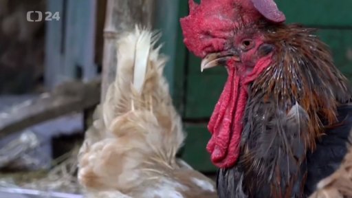 Maurice smí dál kokrhat