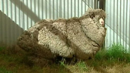 Zemřela nejznámější ovce Austrálie