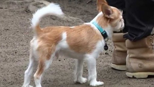 Průlomová studie stárnutí psů