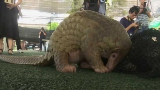 Luskoun - nejpašovanější živočich + rozhovor s P. Rabasem