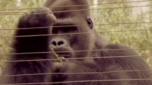 Pomoc při záchraně afrických goril