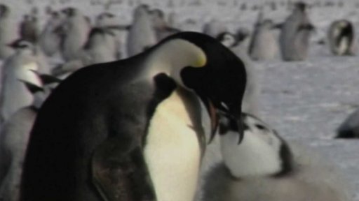 Zkáza kolonie tučňáků