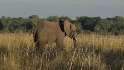 Ochrana slonů a boj proti pašerákům