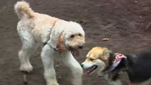 Průlomová studie o stárnutí psů