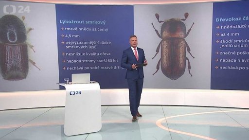 Kůrovec v českých lesích